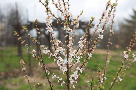 Flowering Apple Tree Sapling